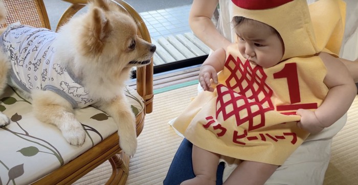 コスプレ赤ちゃんと犬