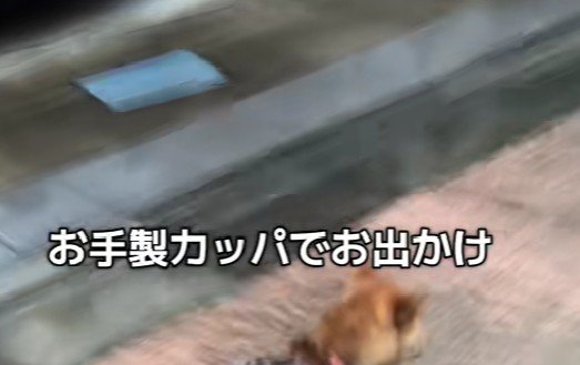 雨の日のお散歩へ