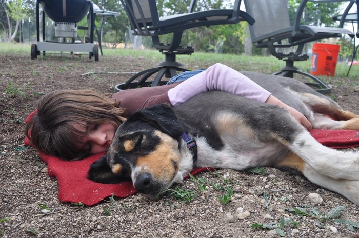 犬とお昼寝