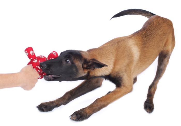 ♯赤いおもちゃを引っ張る犬♯