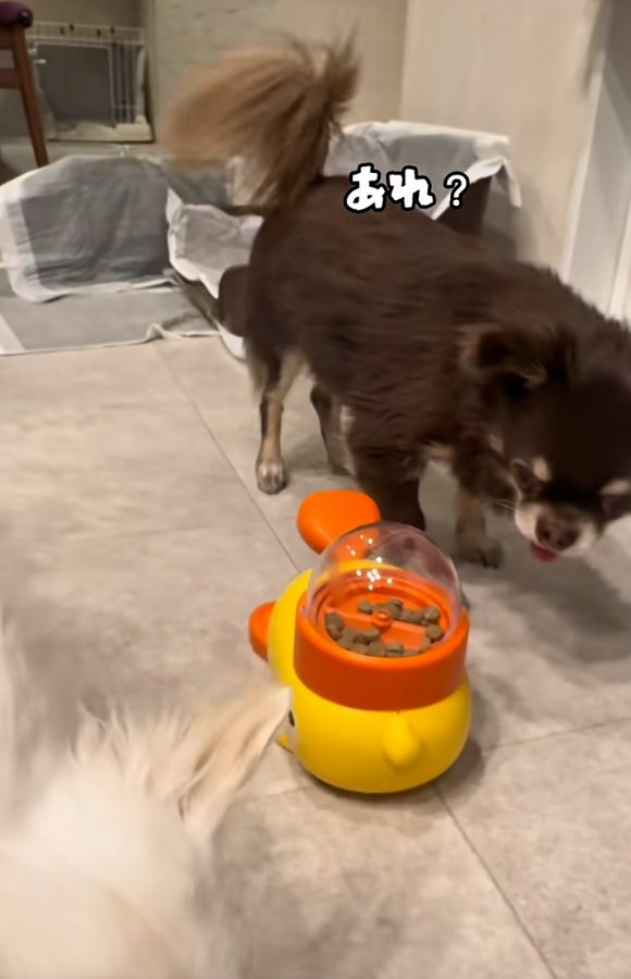 困惑するこげまる君