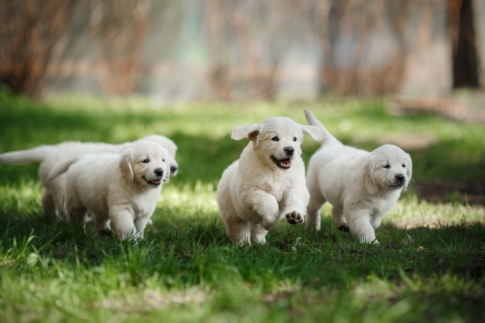 原っぱではしゃぐゴールデンレトリバーの子犬たち
