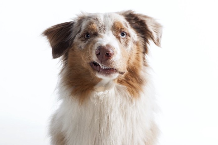 鼻にしわを寄せて唸る犬