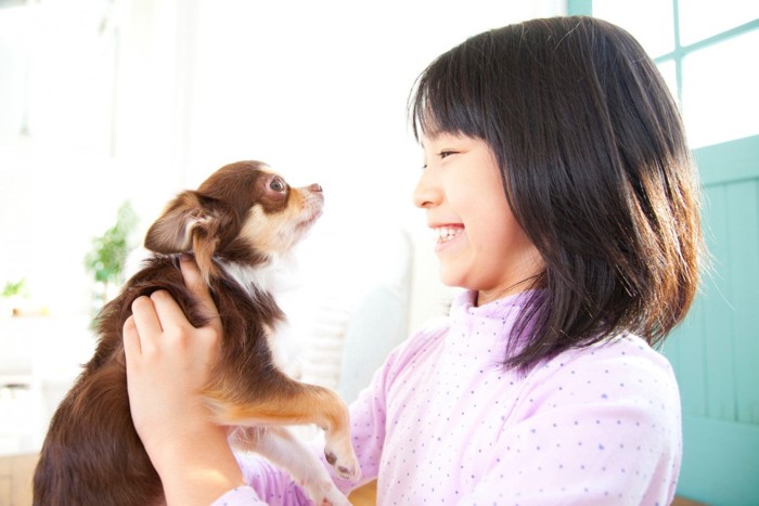 チョコタンのチワワと笑顔で向き合う女の子