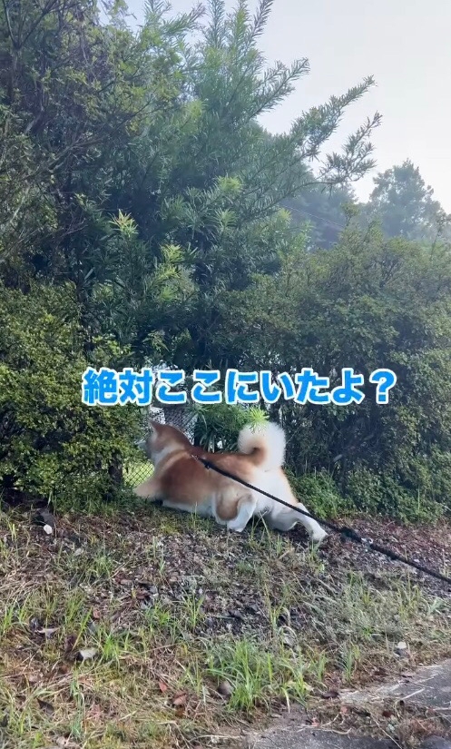 イタチを探す秋田犬