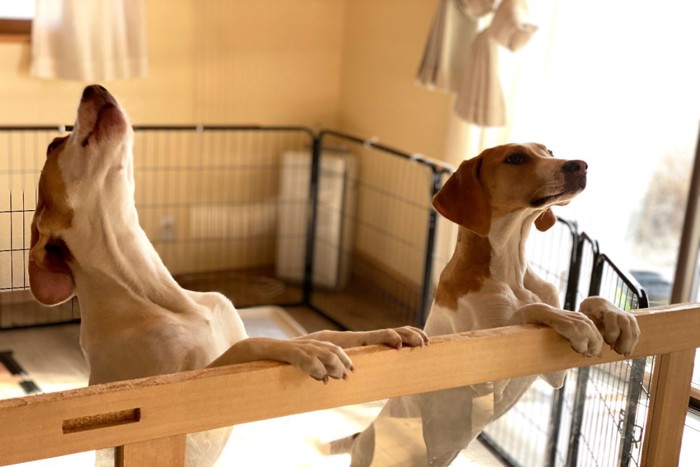 ケージの中で立ち上がり吠える犬