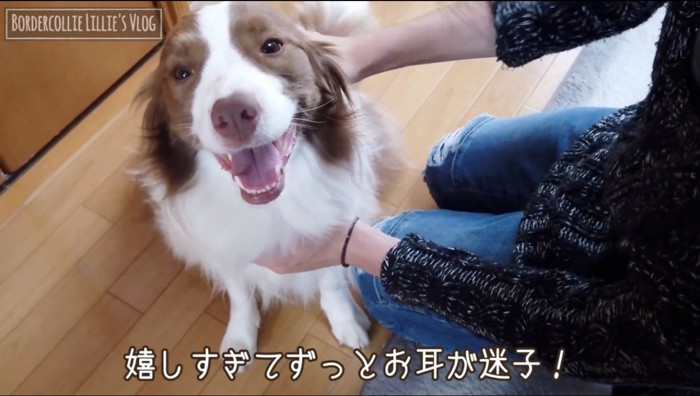 カメラに向かって笑顔を見せる犬