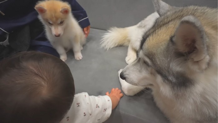 赤ちゃんを取り巻く犬たち