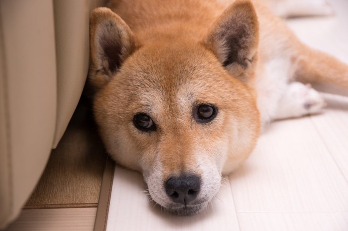 部屋で寝そべる柴犬