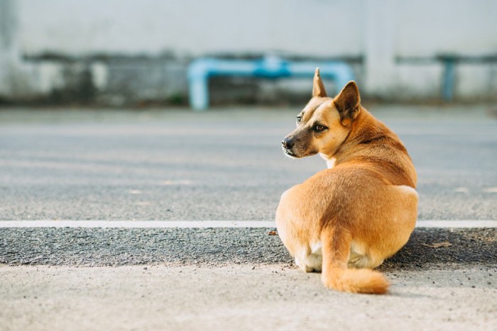 ひとりぼっちの犬