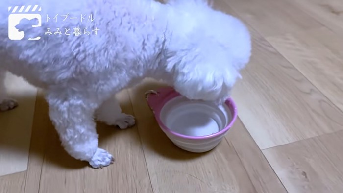 水を飲むトイプー