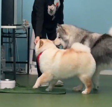 女性からおやつを貰って口に咥えるチャウチャウ