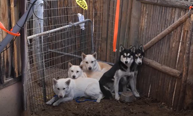 隅に固まる犬たち