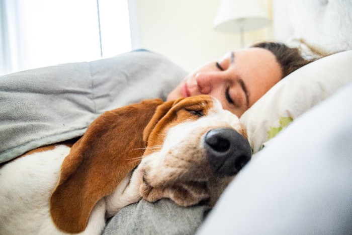 ベッドで眠る犬