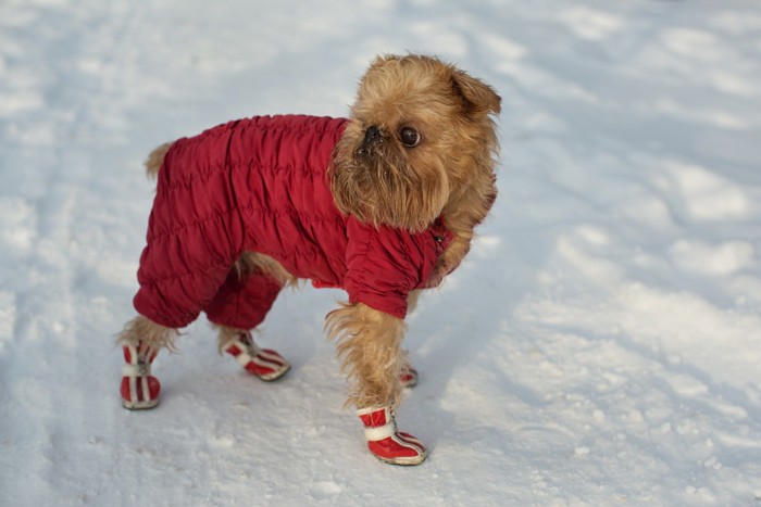 雪道で靴を履いた犬