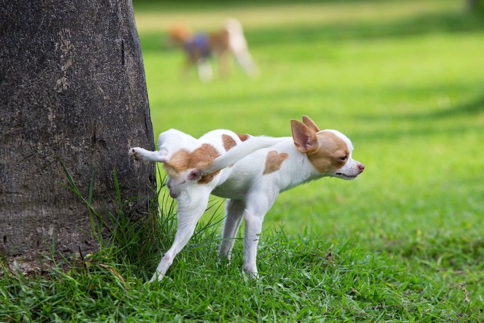 足をあげて木にマーキングしている犬