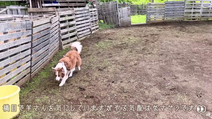 羊に興味を示さないリーリエちゃん