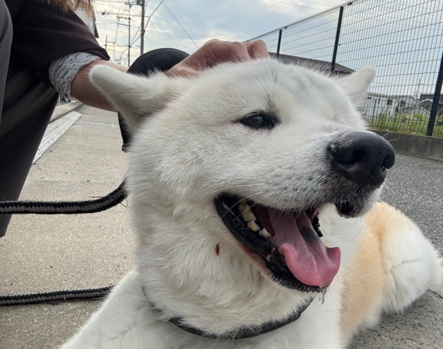 のんびり花見は好き♡