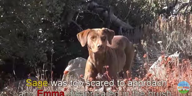 遠くから見る犬