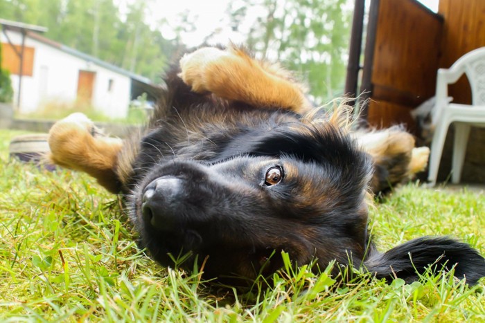 ヘソ天で見つめる犬