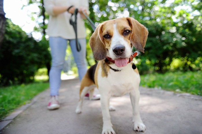 カメラ目線で立ち止まっている犬