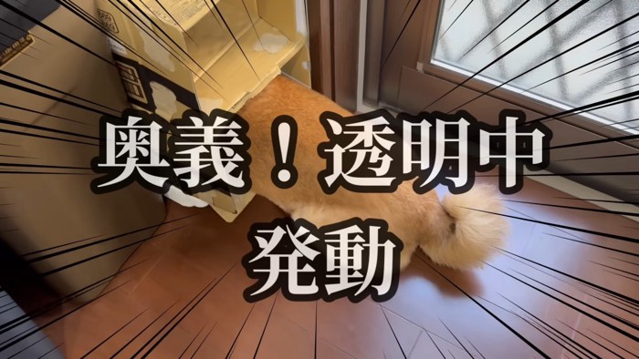 段ボール箱の中に逃亡
