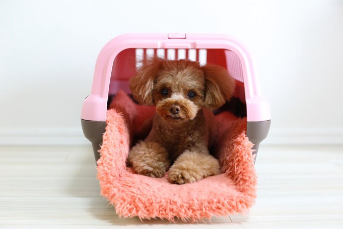 クレートの中で伏せる犬