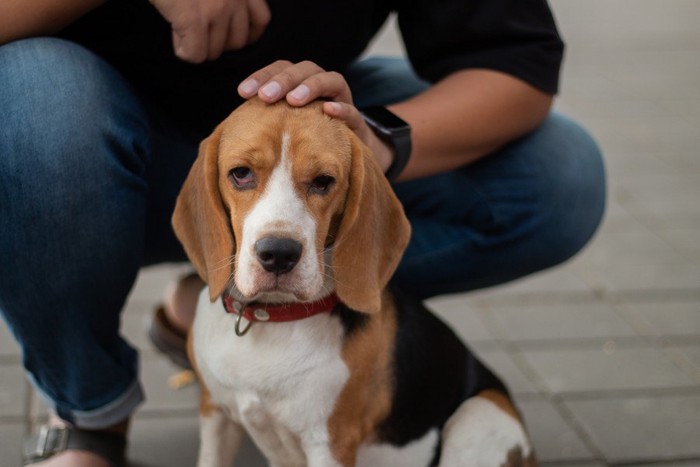 撫でられる犬