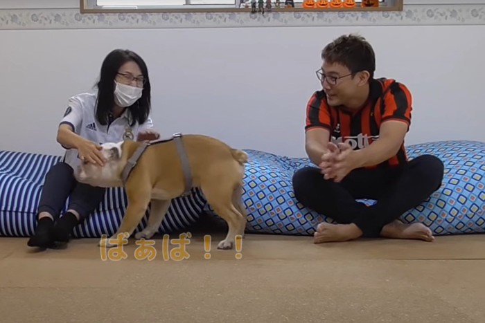 女性に撫でられる犬