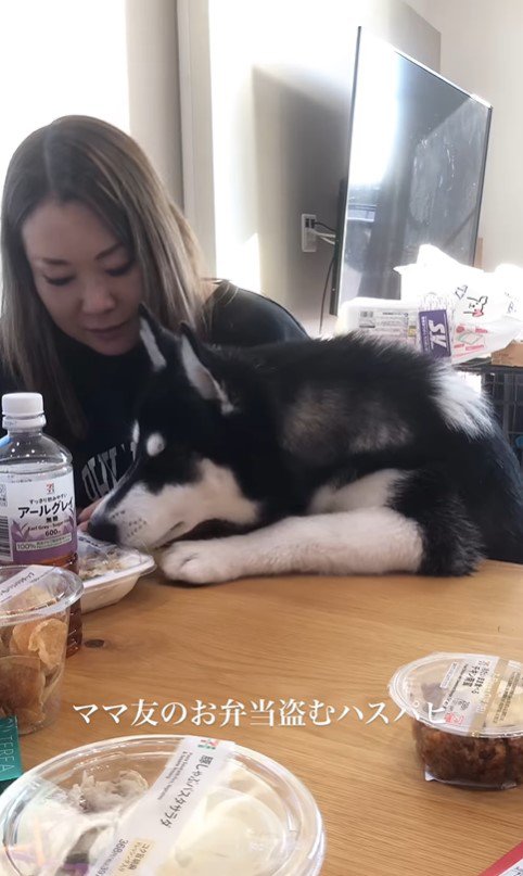 お弁当を盗む豆蔵くん