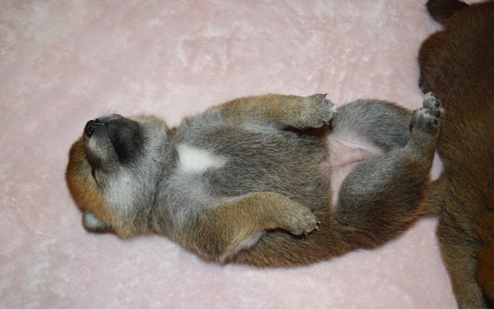 仰向けで眠る柴犬の赤ちゃん