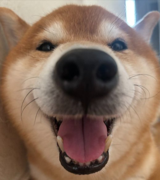 可愛すぎる