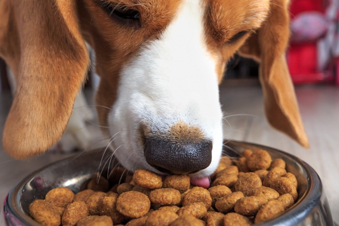 ドッグフードを食べる犬