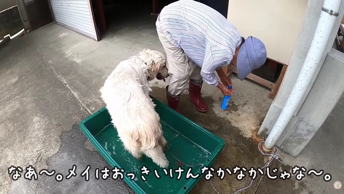 大型犬を洗うのは一苦労！！