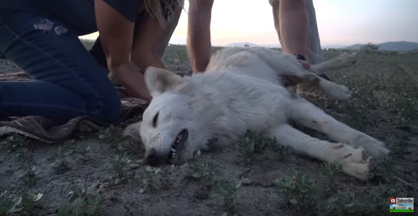 麻酔で眠る犬