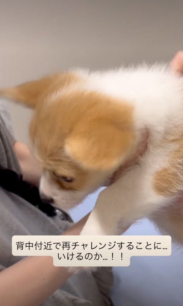 子犬の背中に注射