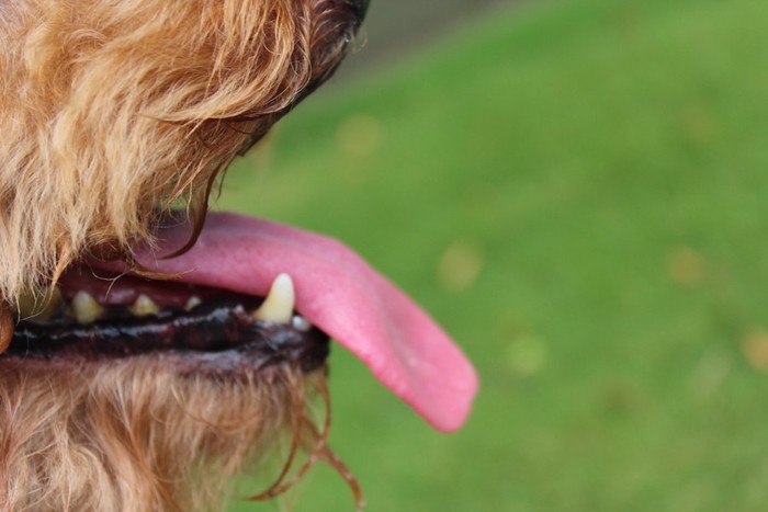 口を開けて舌を出した犬アップ