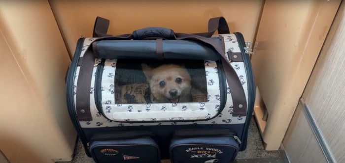 キャリーバッグの中にいる犬