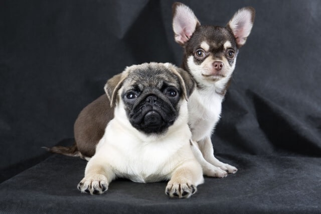 パグとチワワの親犬