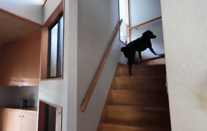 階段を上がる犬