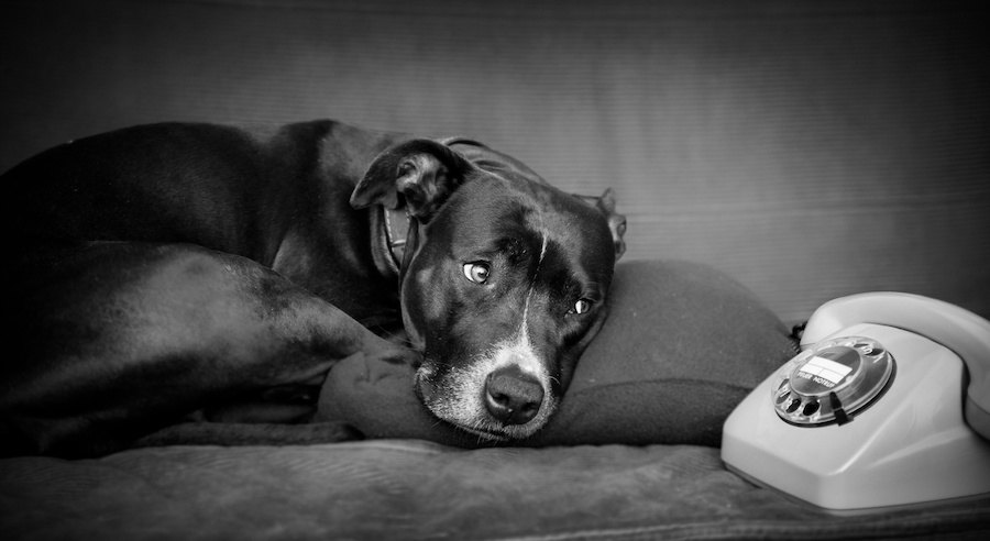 電話の側で寂しそうな表情の犬