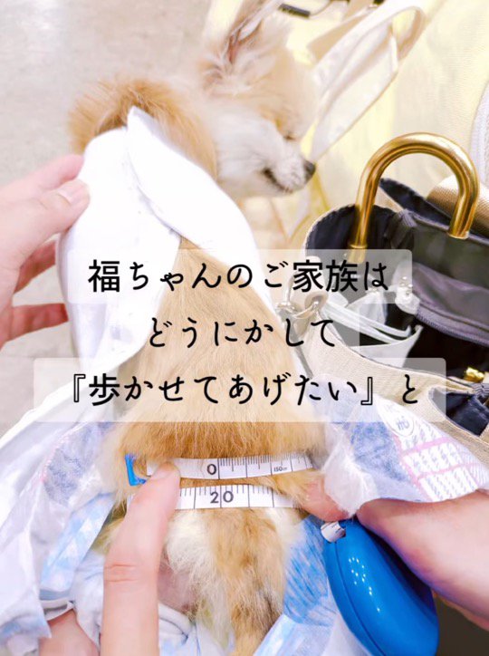 メジャーで採寸される犬