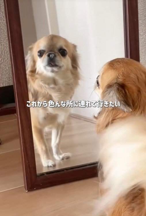 シアルちゃんを迎えた日⑩