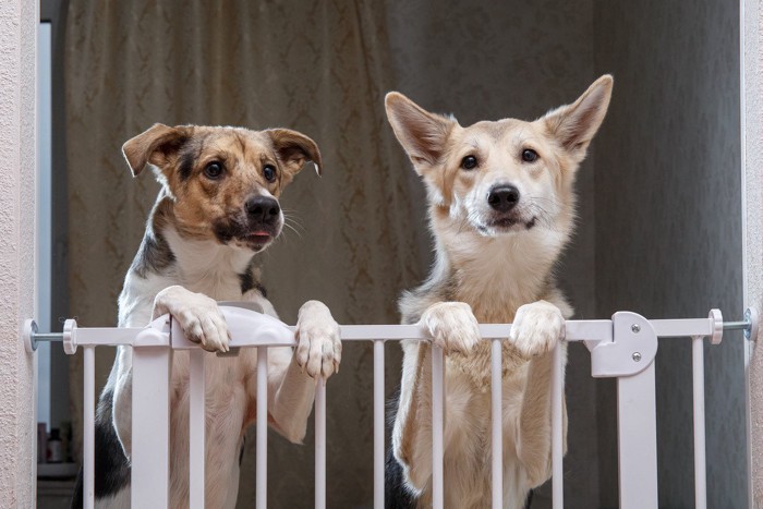 ゲートに手をかける犬