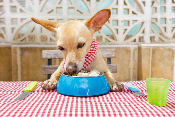 食事中の犬