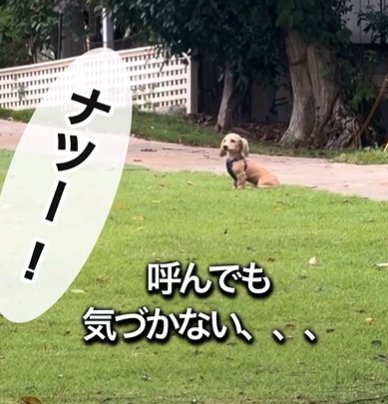 飼い主の呼びかけに気づかない迷子のカニヘンダックスフンド