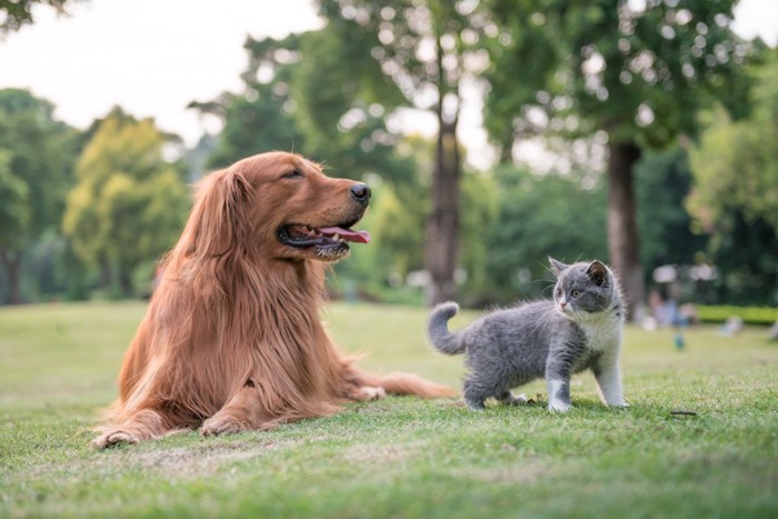 ゴールデンと子猫