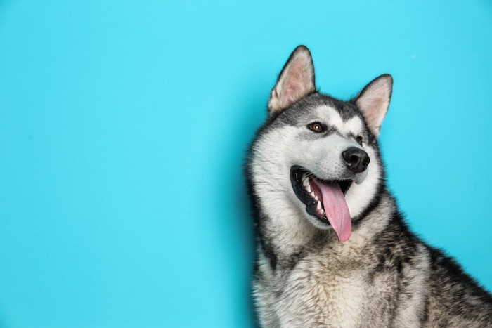 青い背景と振り返るハスキー犬