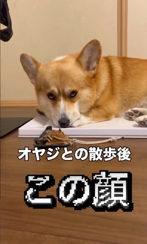 ものすごく不満そうなお顔！