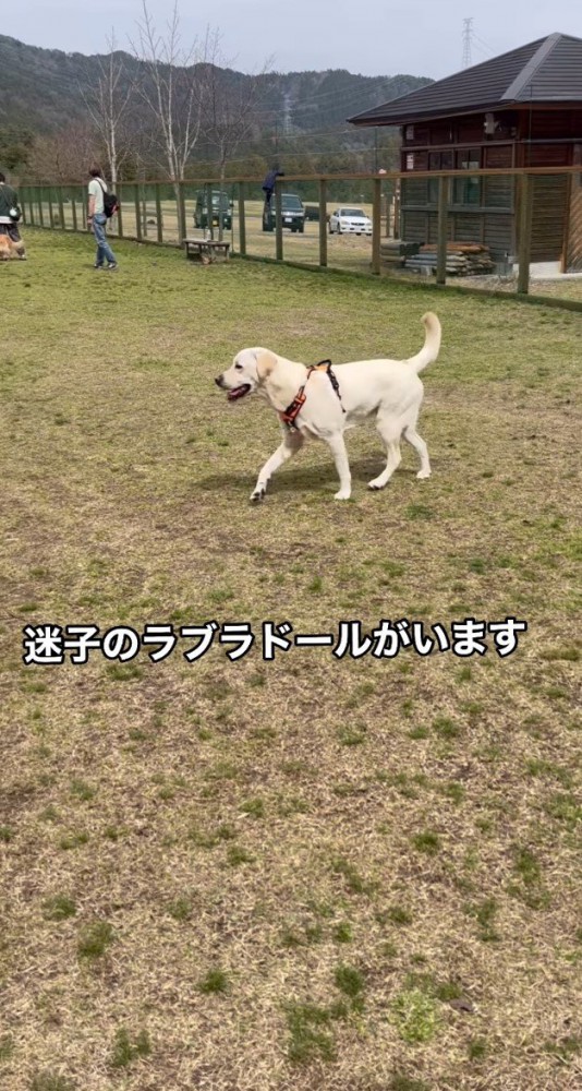 犬と「迷子のラブラドールがいます」の字幕